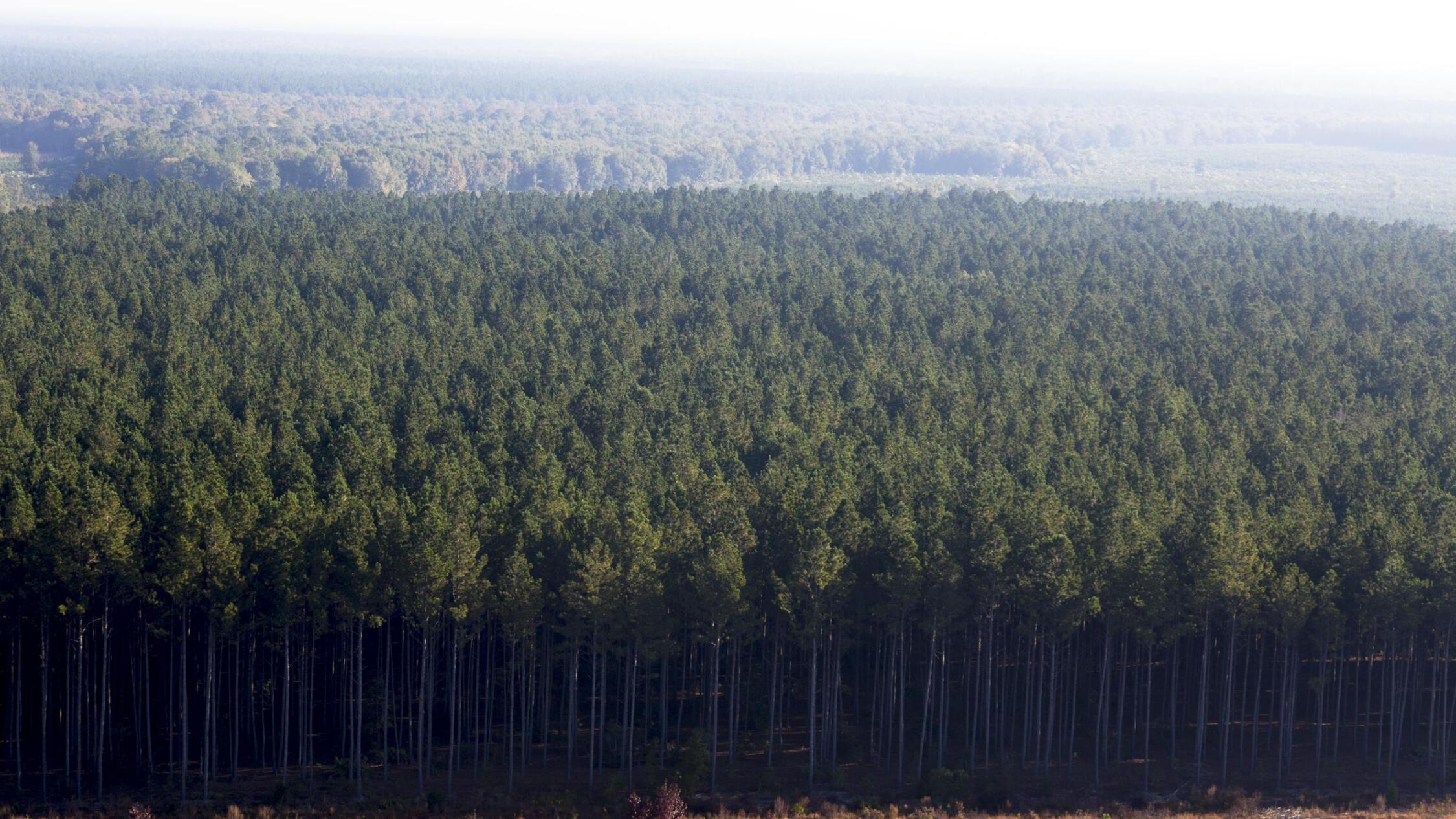 Wide shot of a tree farm