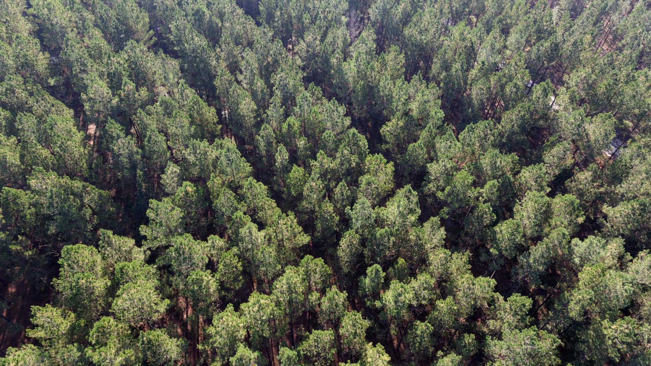 Aerial of tree farm