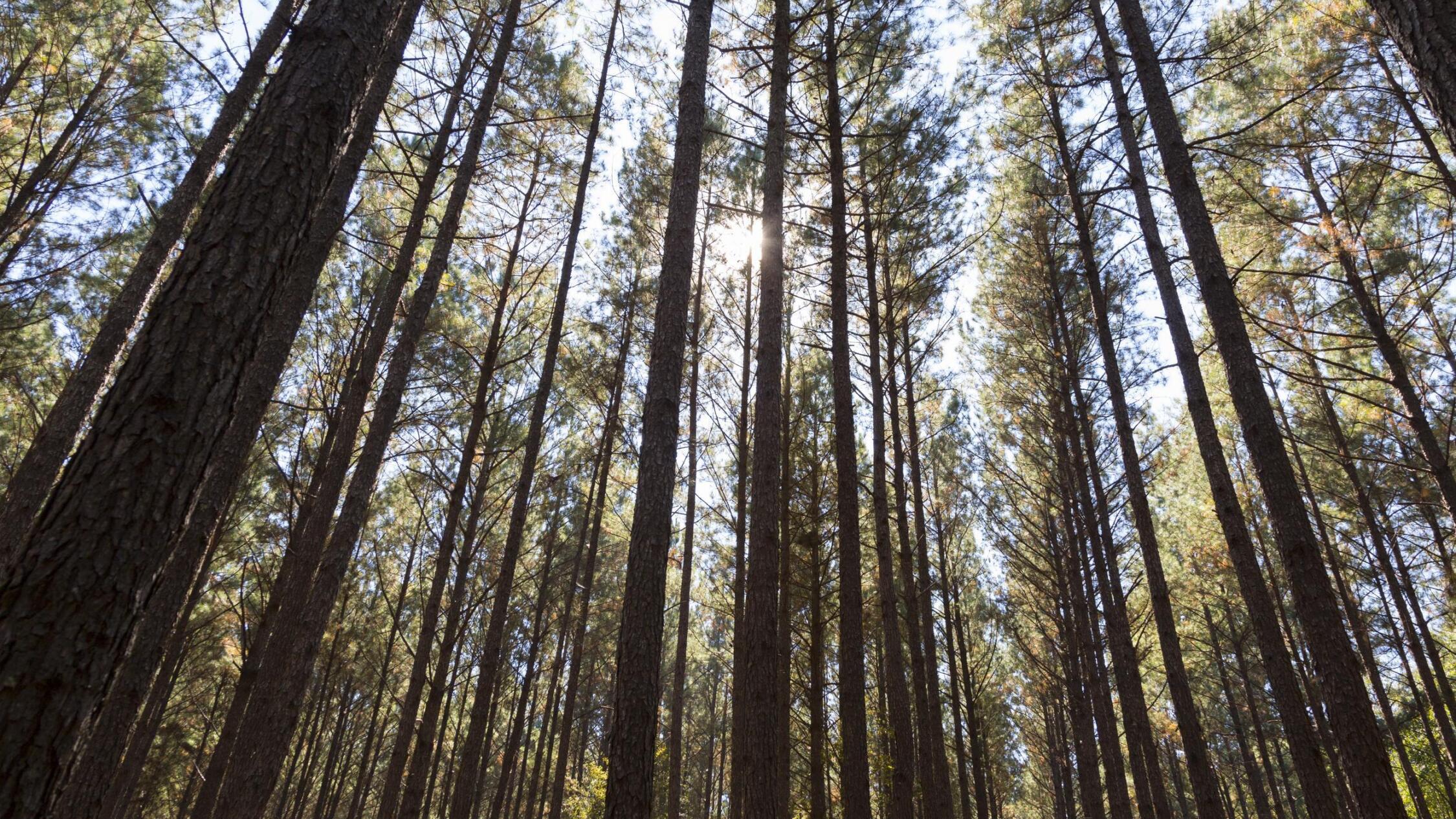 Wide shot looking up into trees with the sun shining through