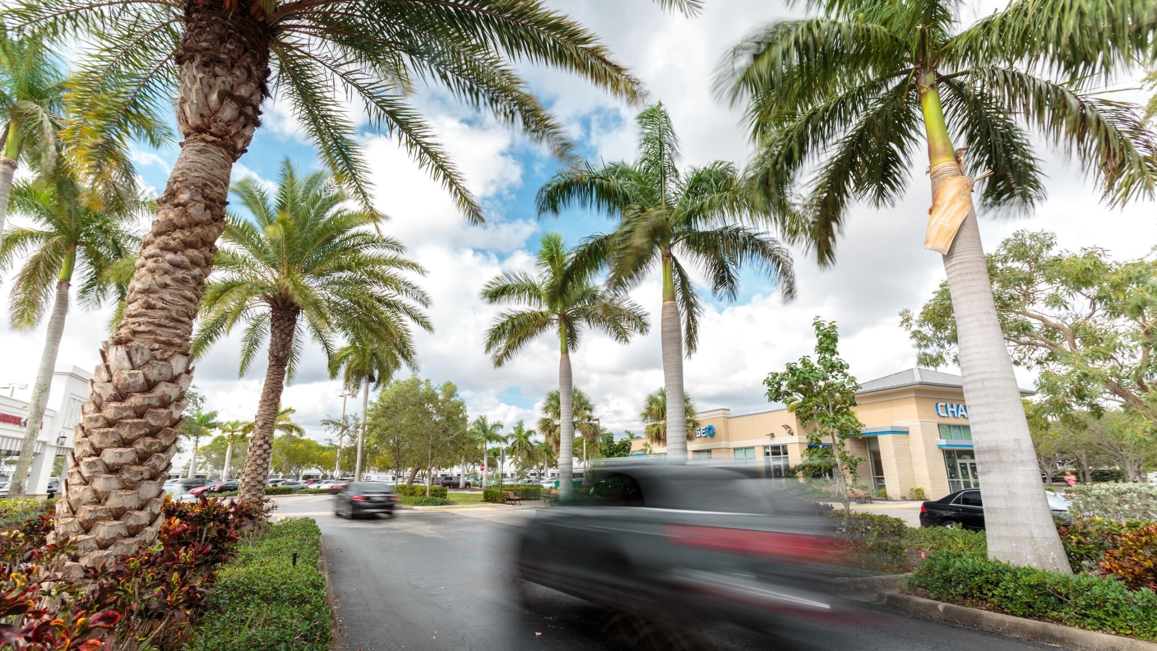 Cars enter Polo Club Shops with palm trees on both sides.