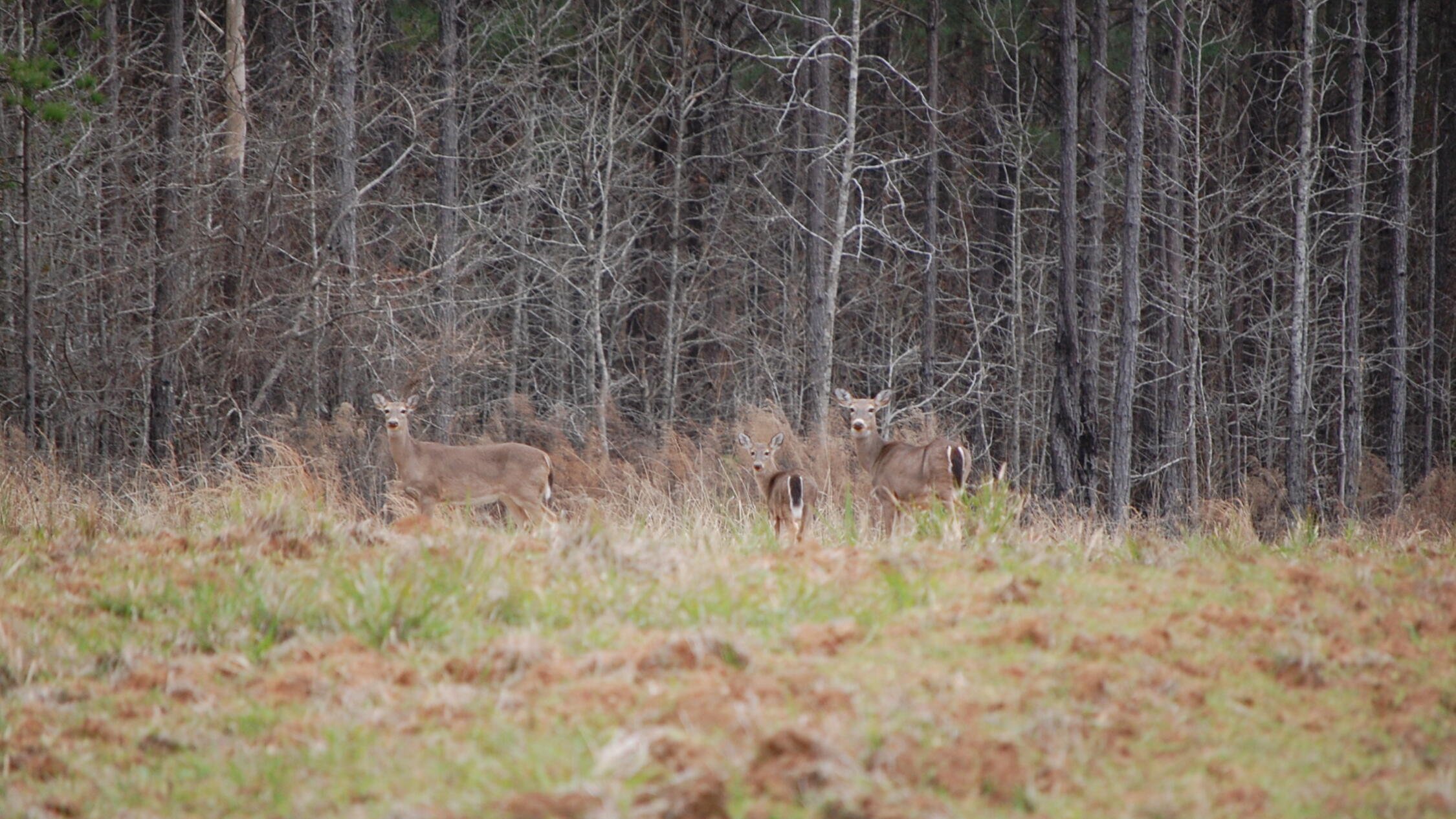 Deer stand in a clearing in front of a forest