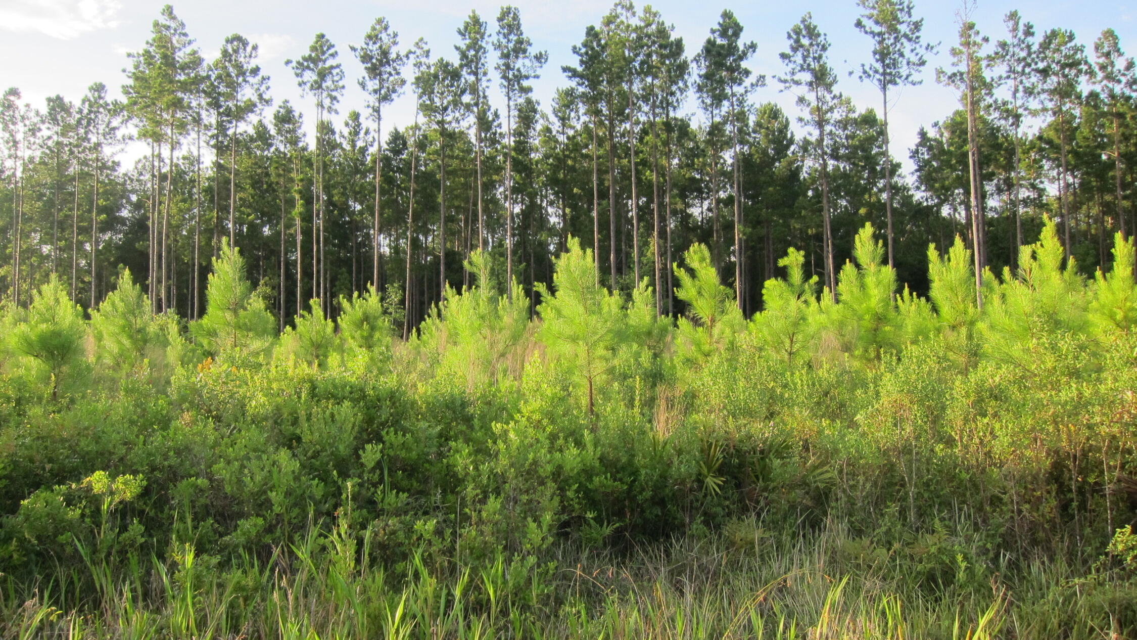 Wide shot of trees under a blue sunny sky