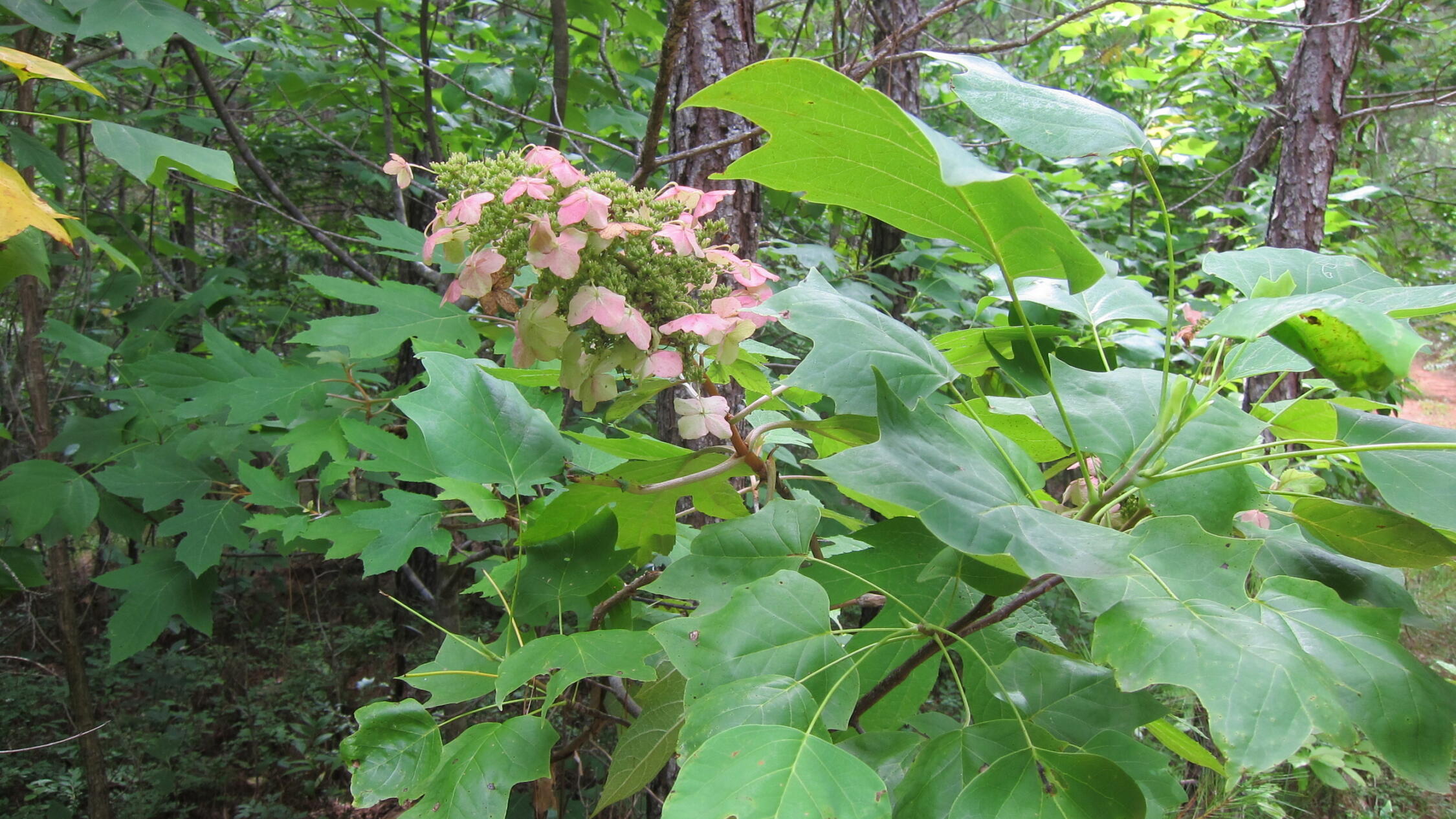 View of flowers and plants in a forest