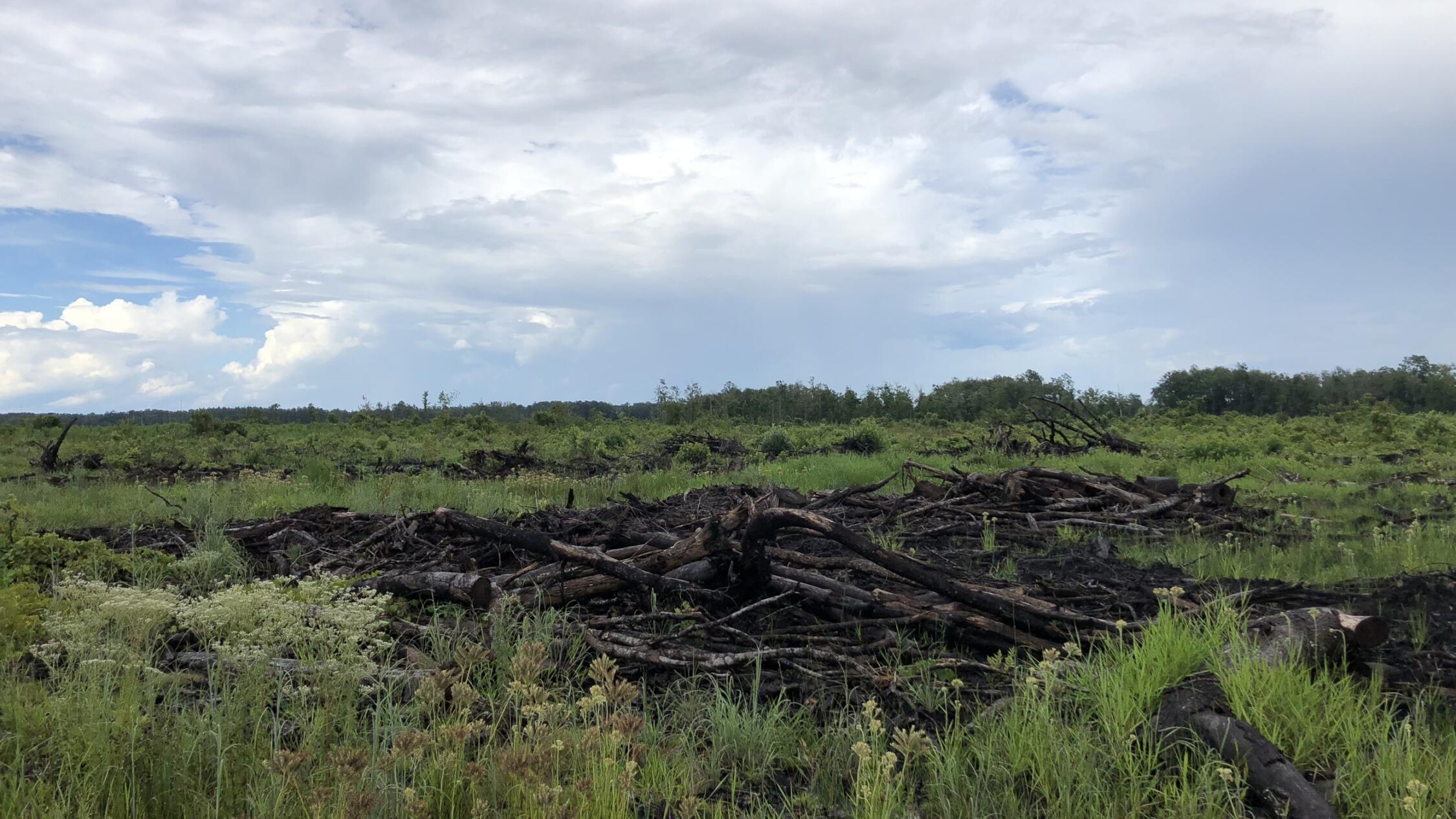 Lumber pile in grassy meadow