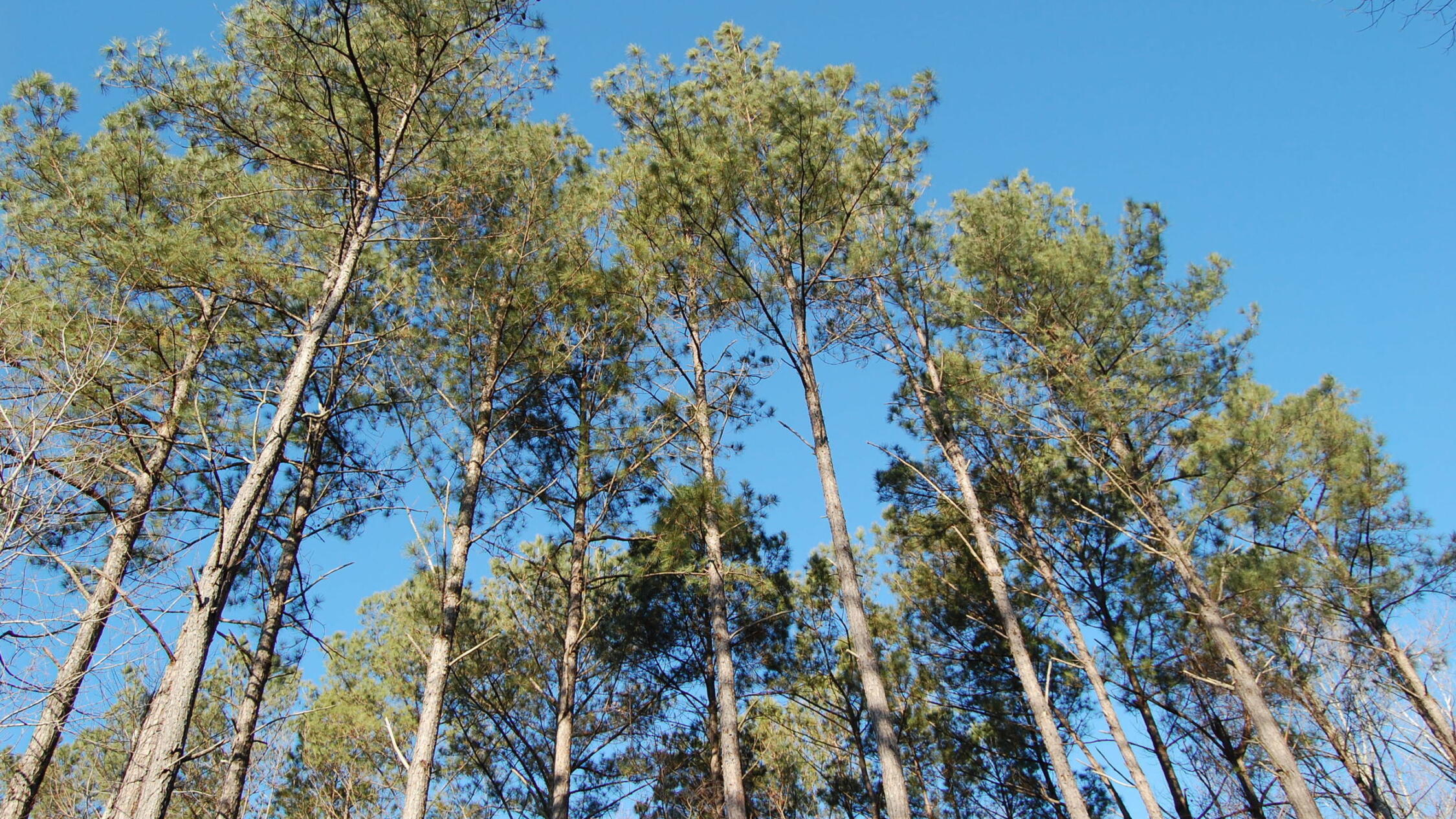 View looking up into trees under a blue sky
