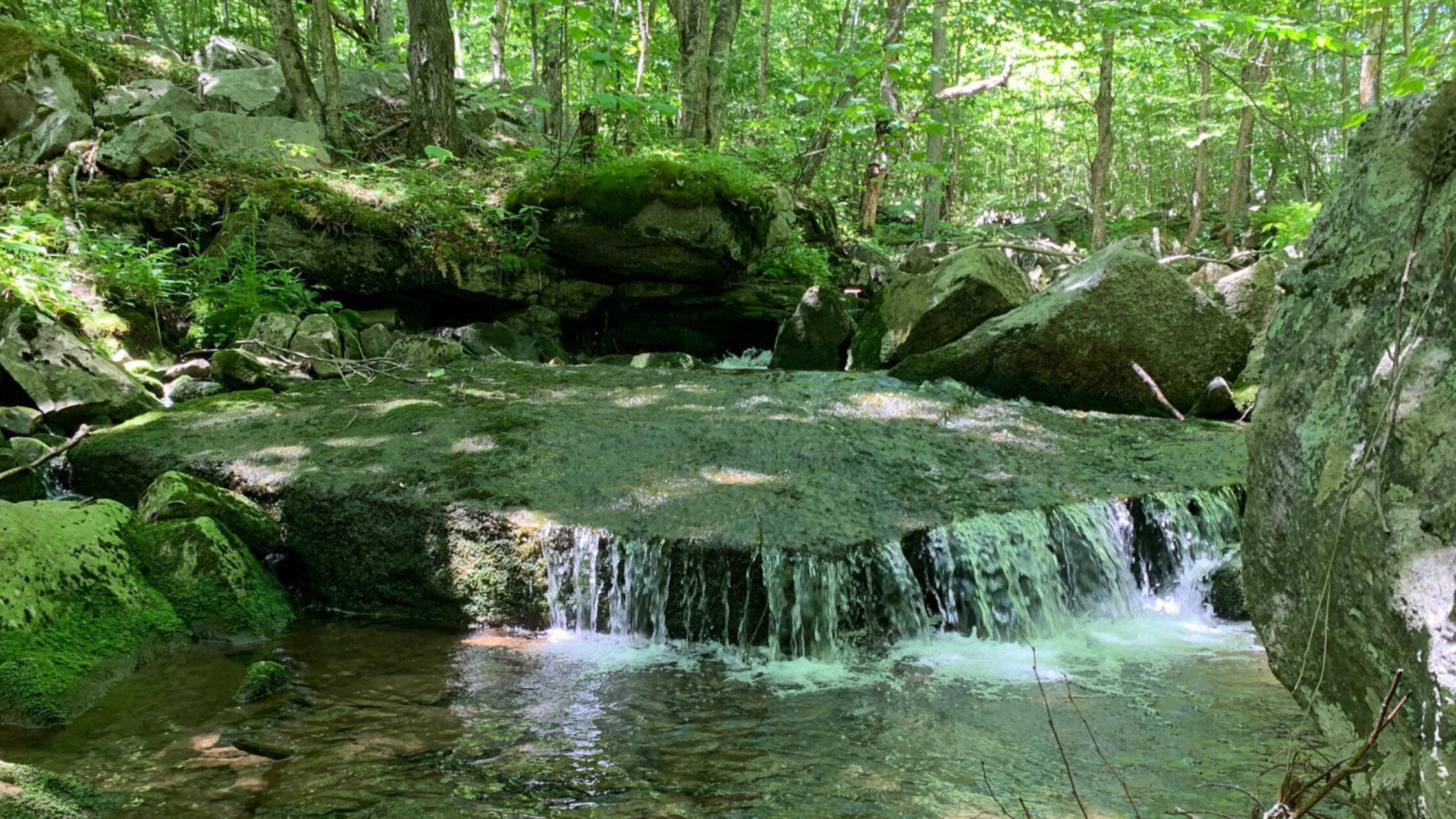 A shaded creek and small waterfall with trees in background at Allegheny