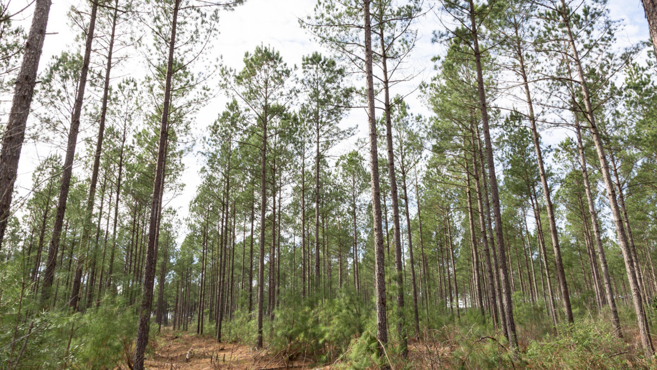 Tall pines reaching for sky at Georgetown and Kingstree
