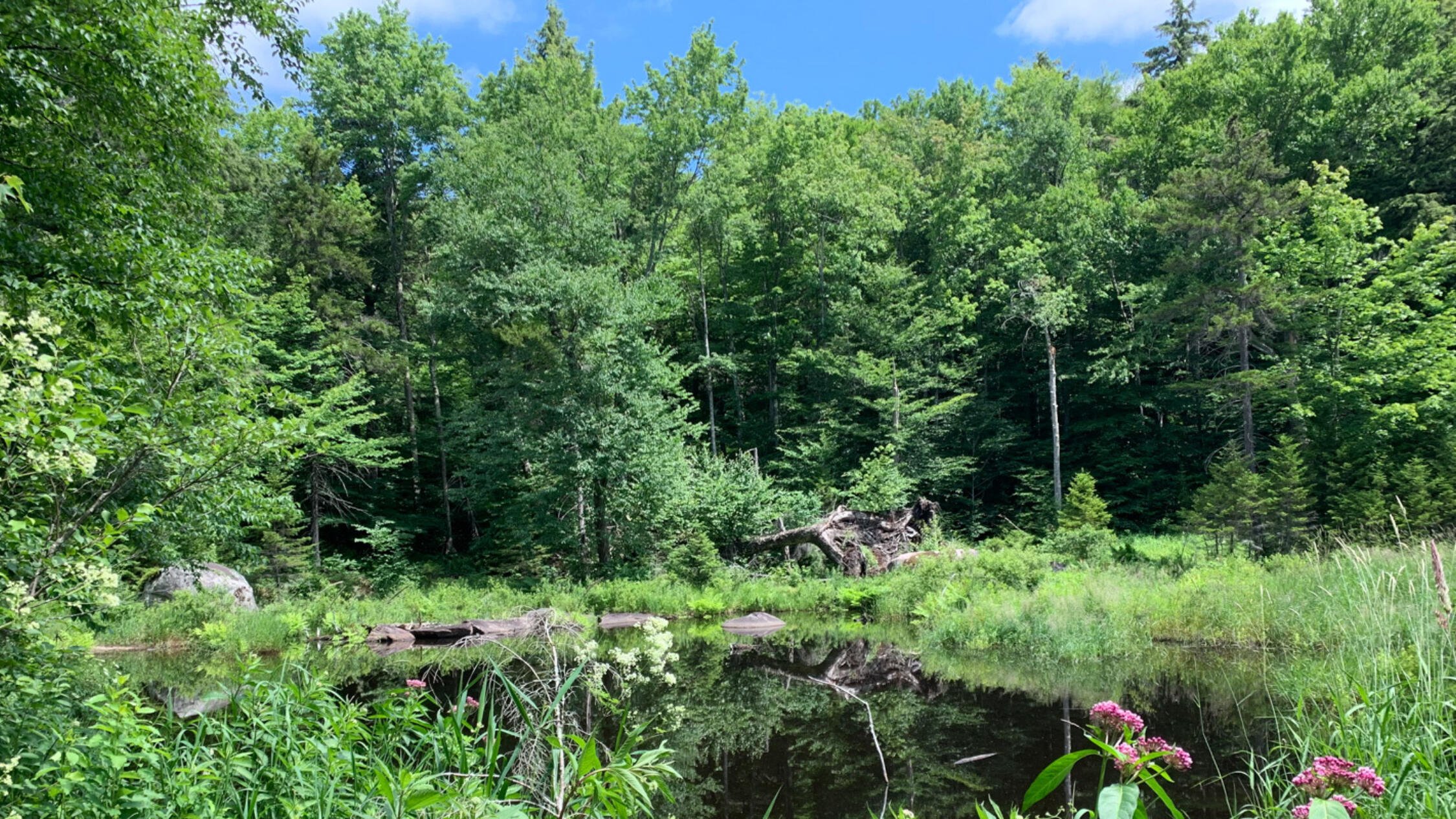 A small pond with wildflowers in foreground and trees in background at Granshue