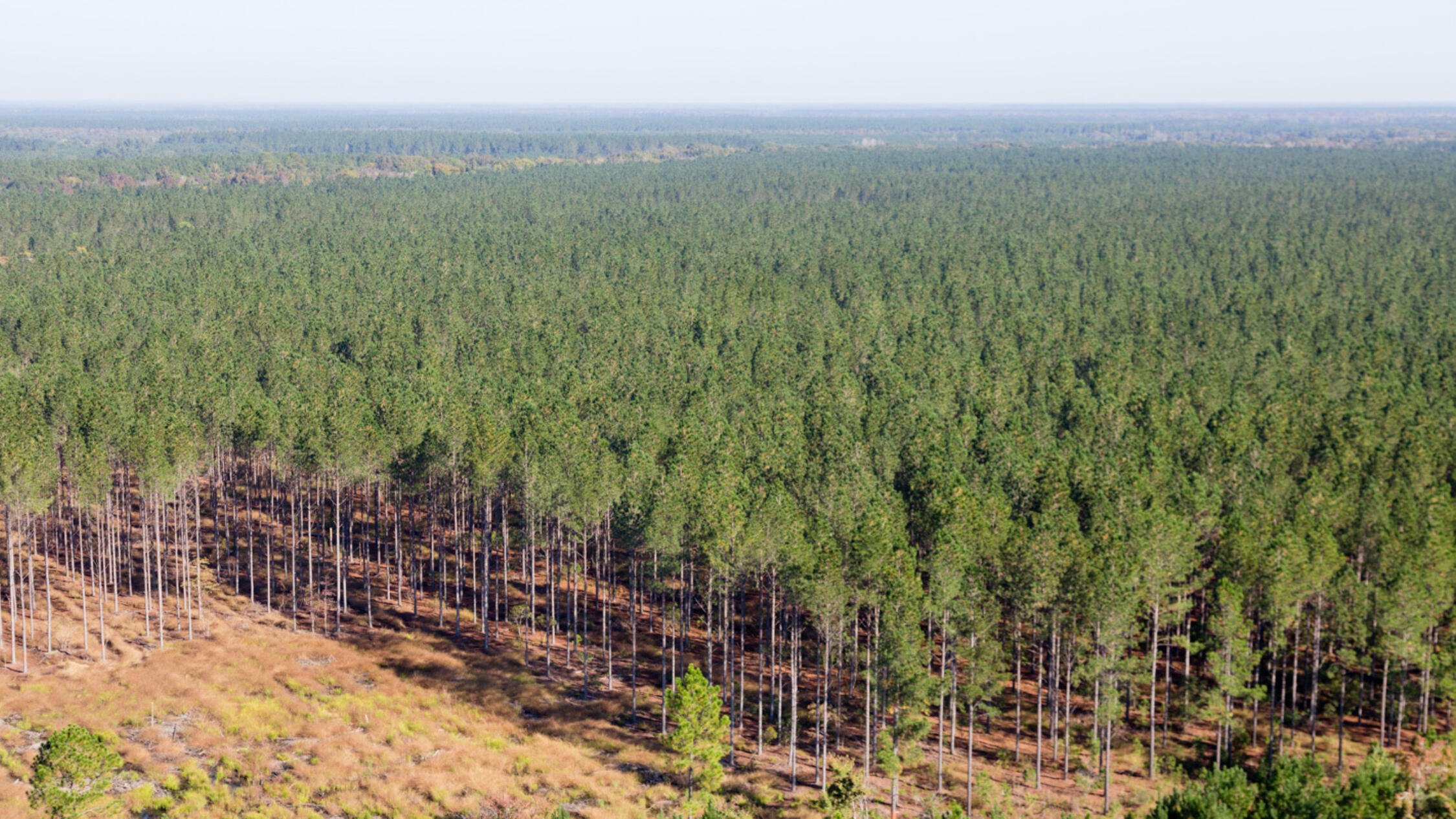 Aerial view of timber tract at Newport