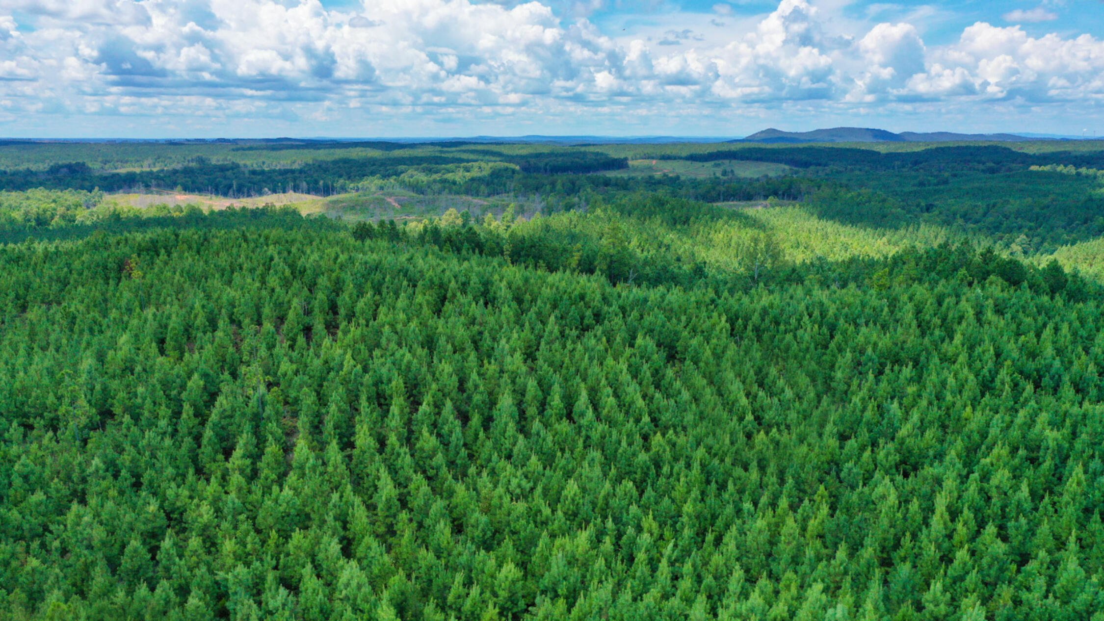 Aerial view of timber tract at Oxbow Bend and Talladega