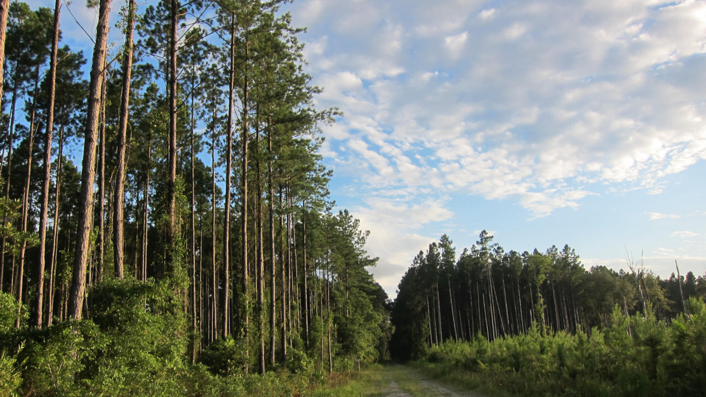 View of trees at Sand Gnat timber tract