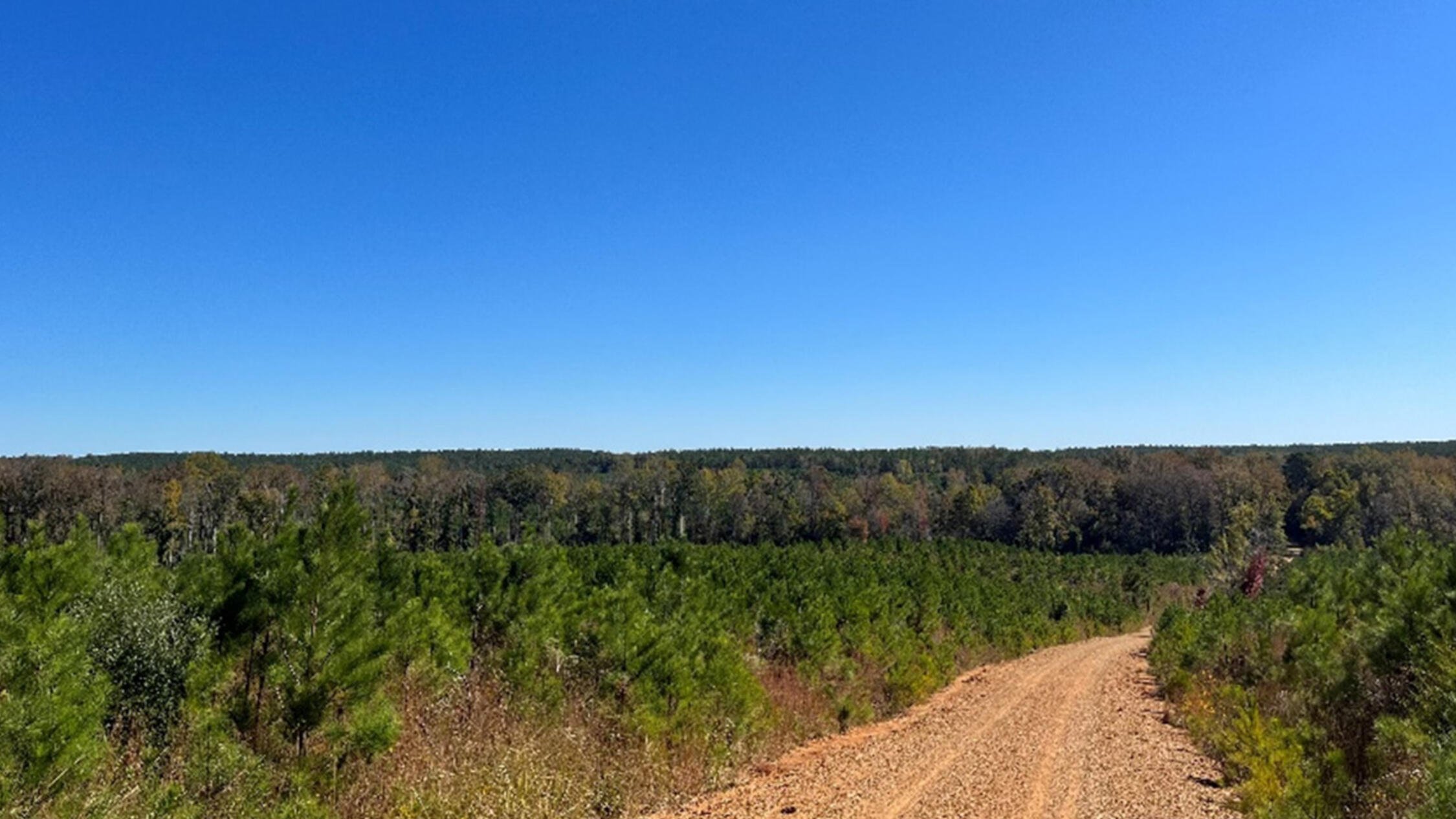 View of trees from dirt road at Yarbro