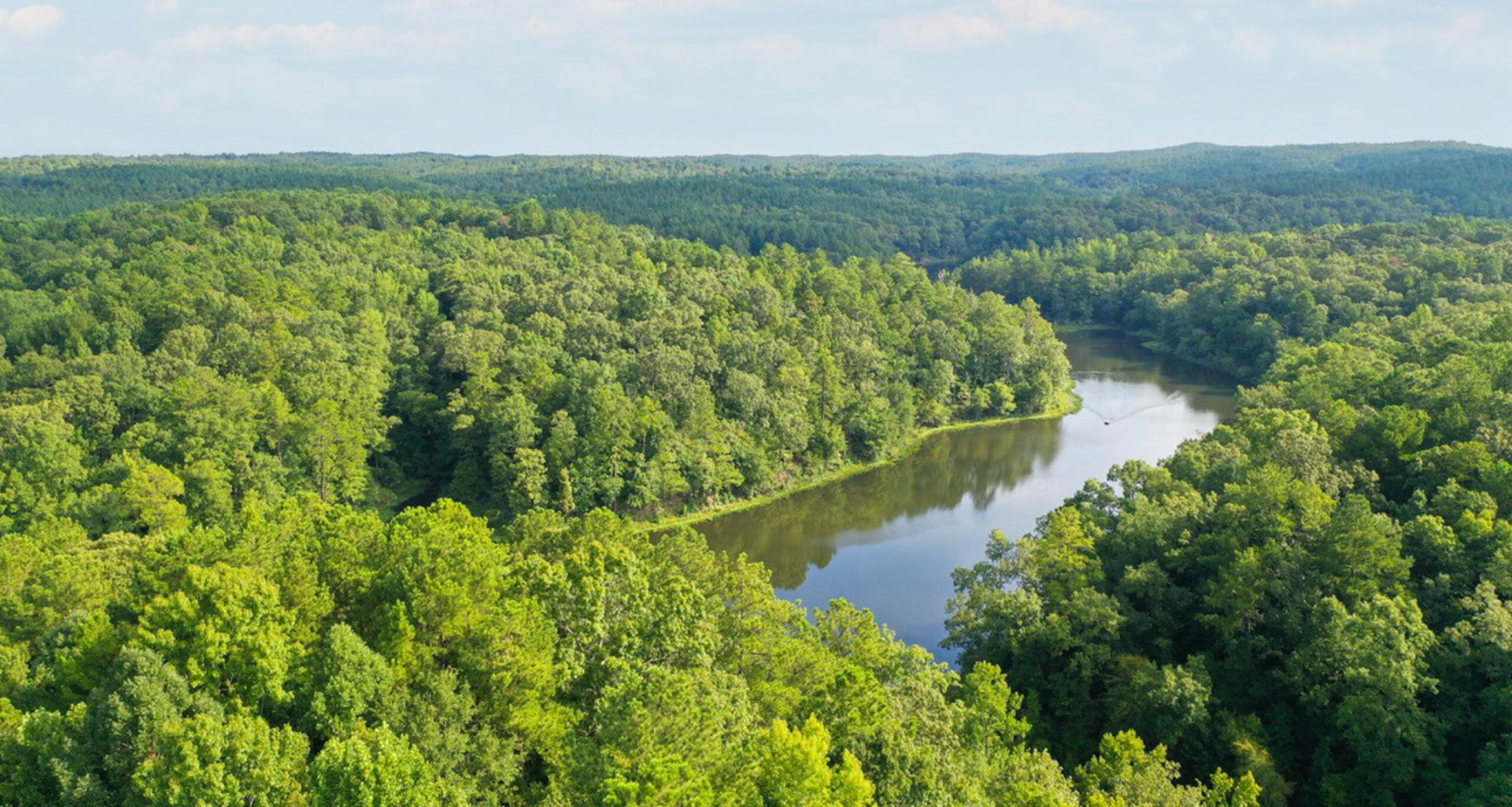 Aerial view of a river running through a forest