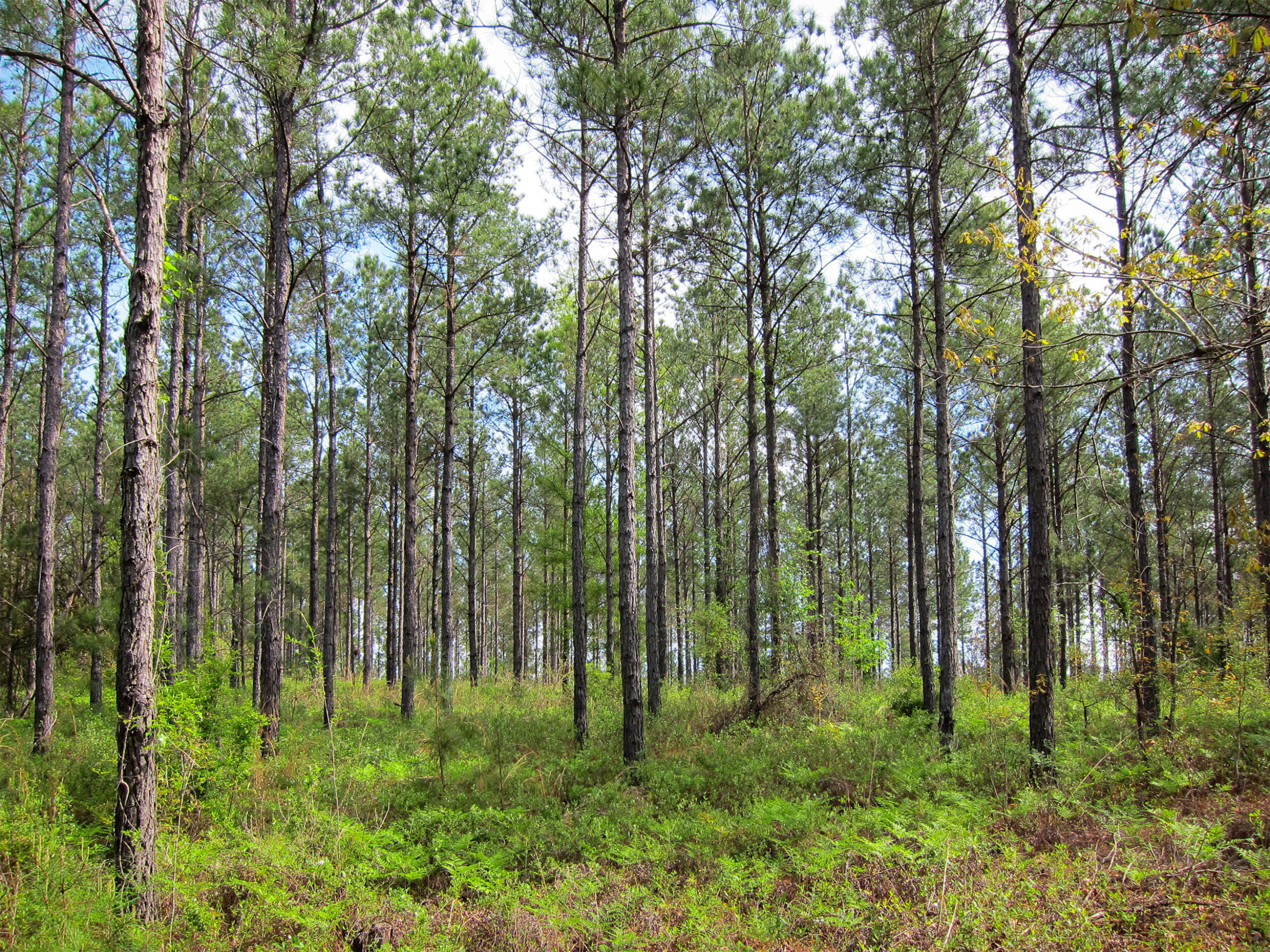 View from inside timber tract with forest of young pine trees