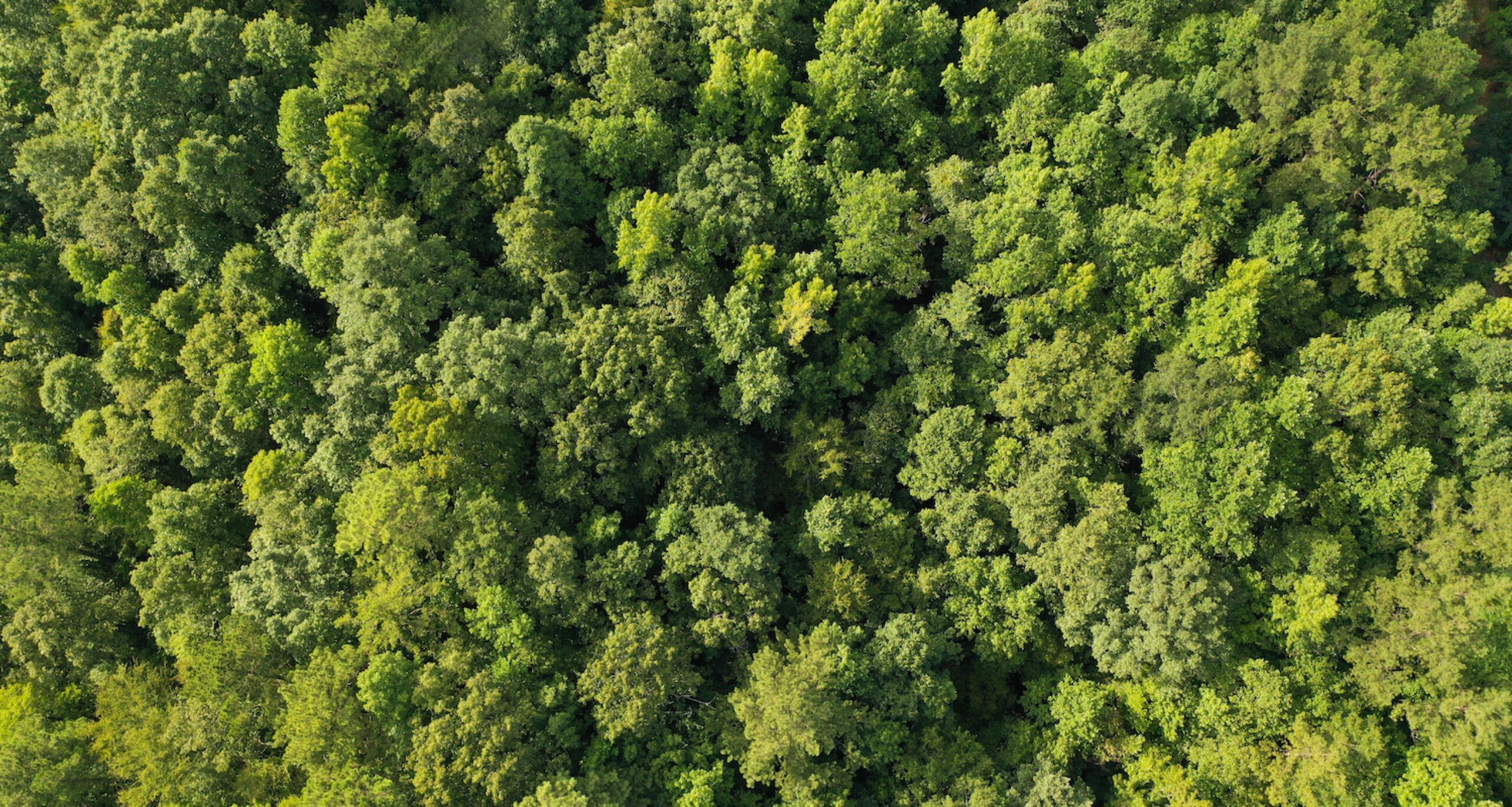 Trees viewed from directly above