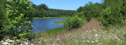 View across flowery meadow with lake and trees in background under a deep blue sky