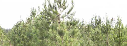 Georgetown Timberland pine sapling forest