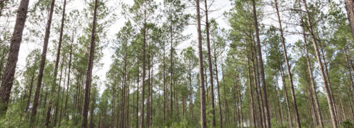 Tall pines reaching for sky at Georgetown and Kingstree
