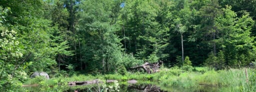 A small pond with wildflowers in foreground and trees in background at Granshue