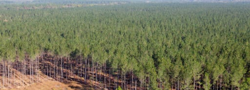 Aerial view of timber tract at Newport