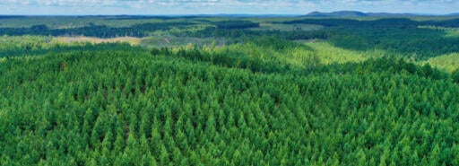 Aerial view of timber tract at Oxbow Bend and Talladega