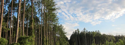 View of trees at Sand Gnat timber tract