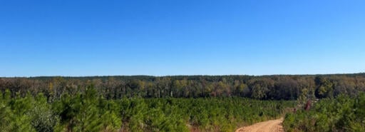 View of trees from dirt road at Yarbro