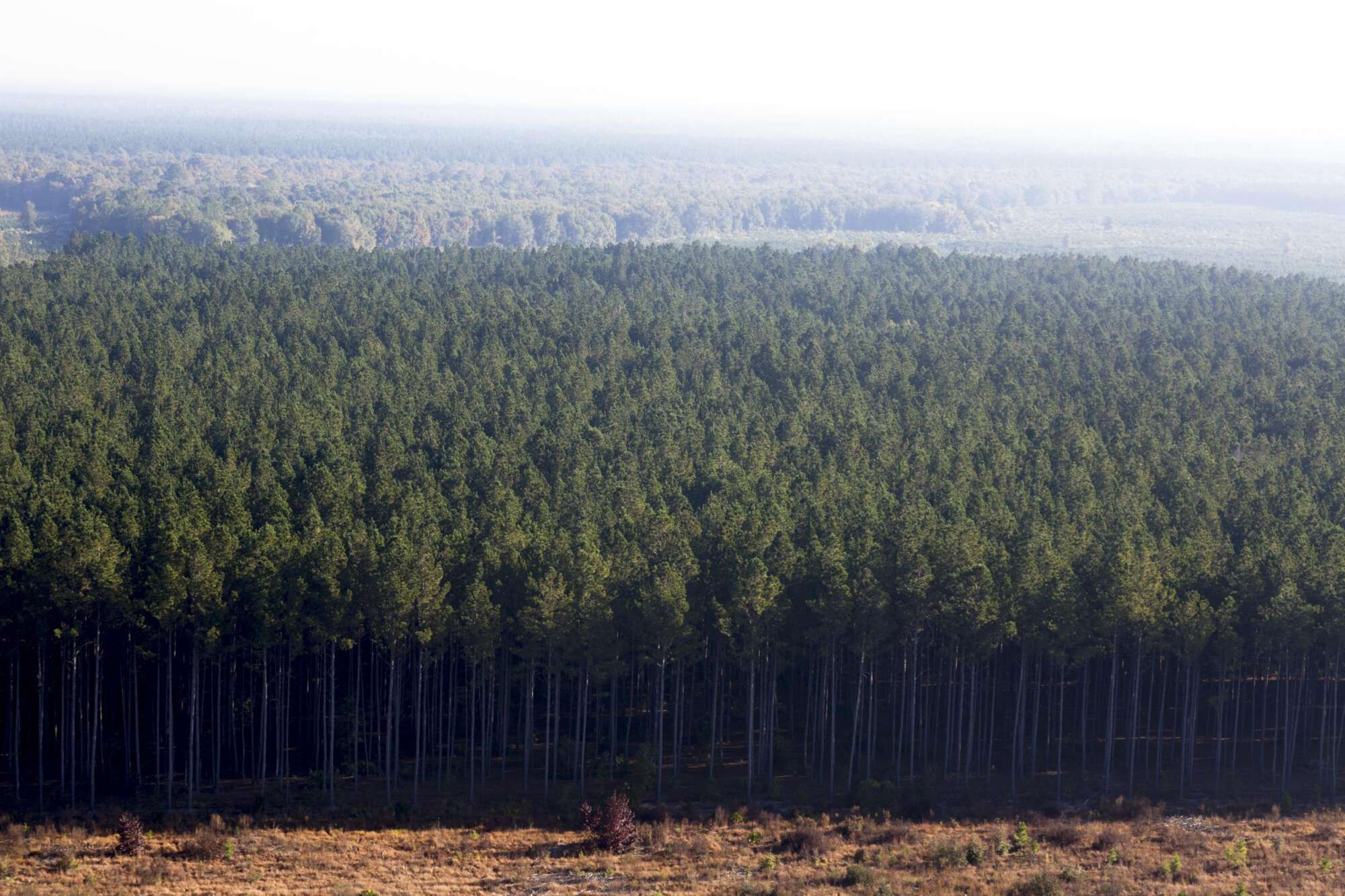 Wide shot of a tree farm