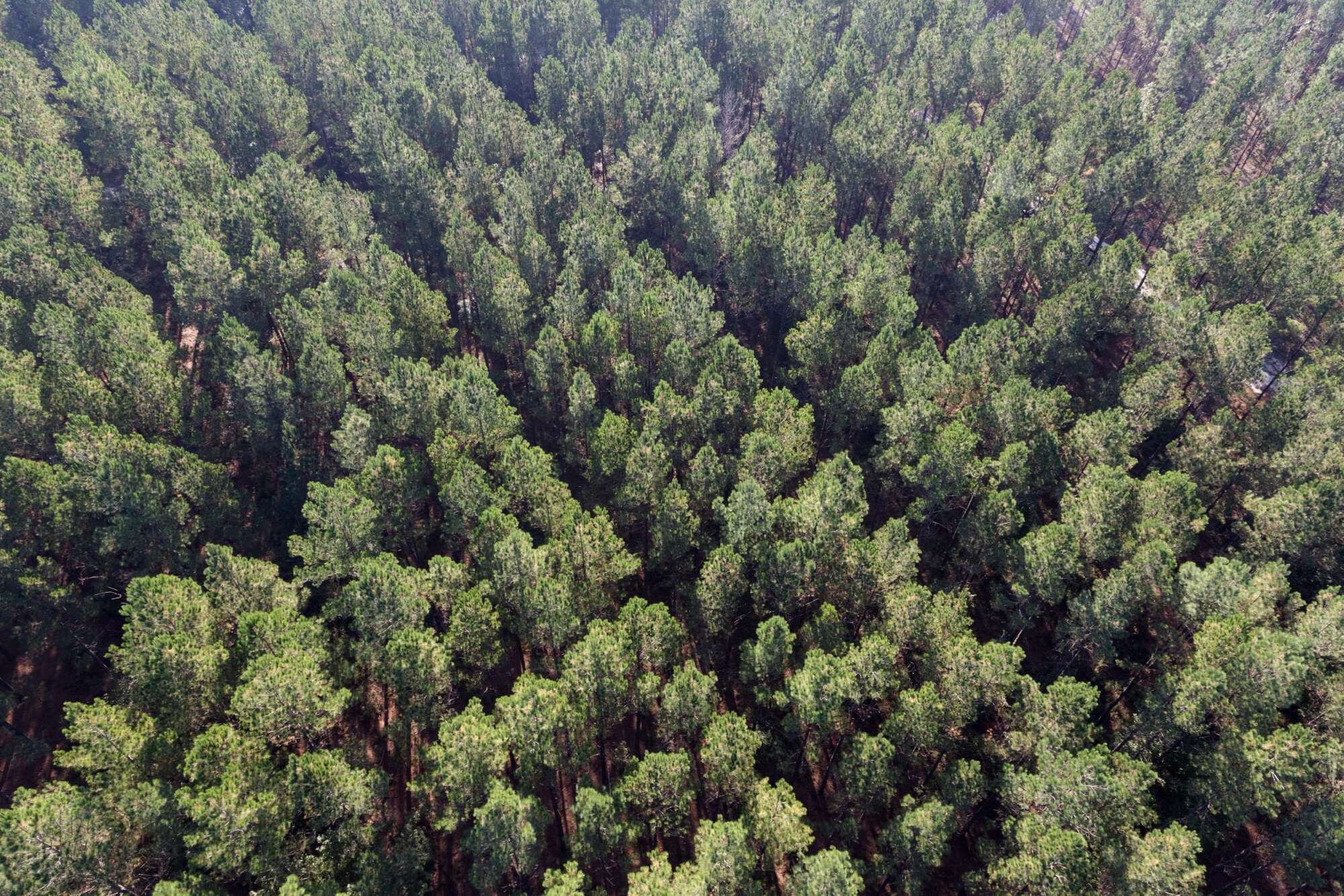 Aerial of tree farm