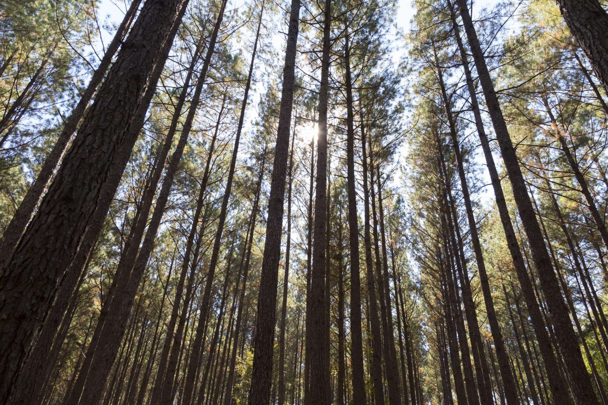 Wide shot looking up into trees with the sun shining through