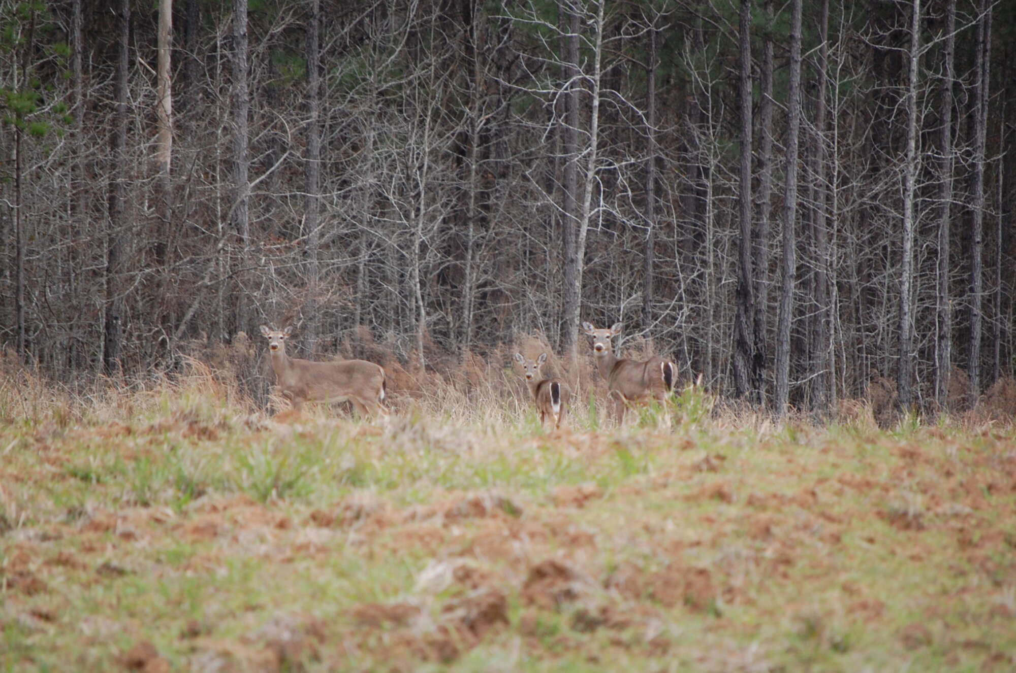Deer stand in a clearing in front of a forest