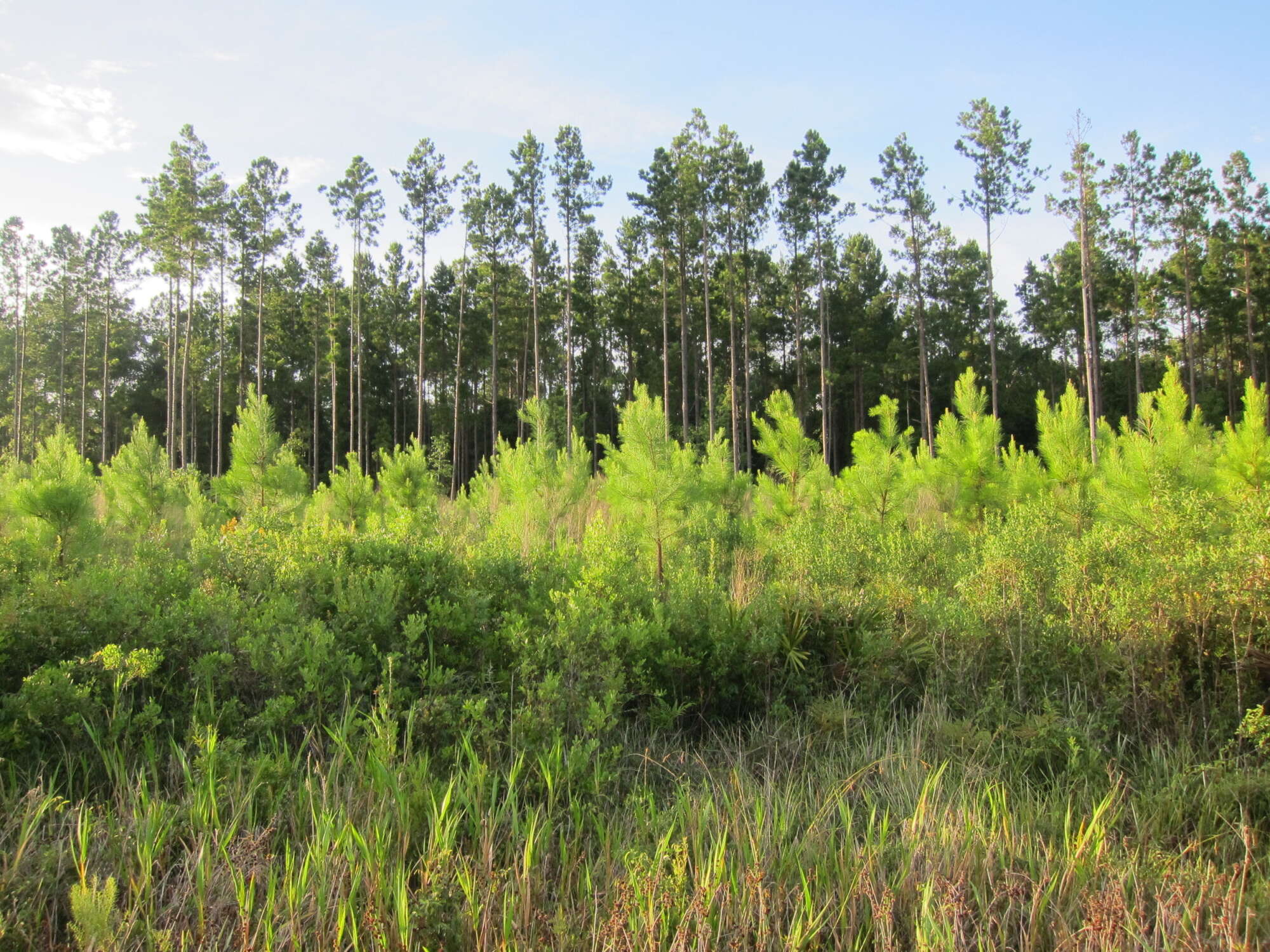 Wide shot of trees under a blue sunny sky