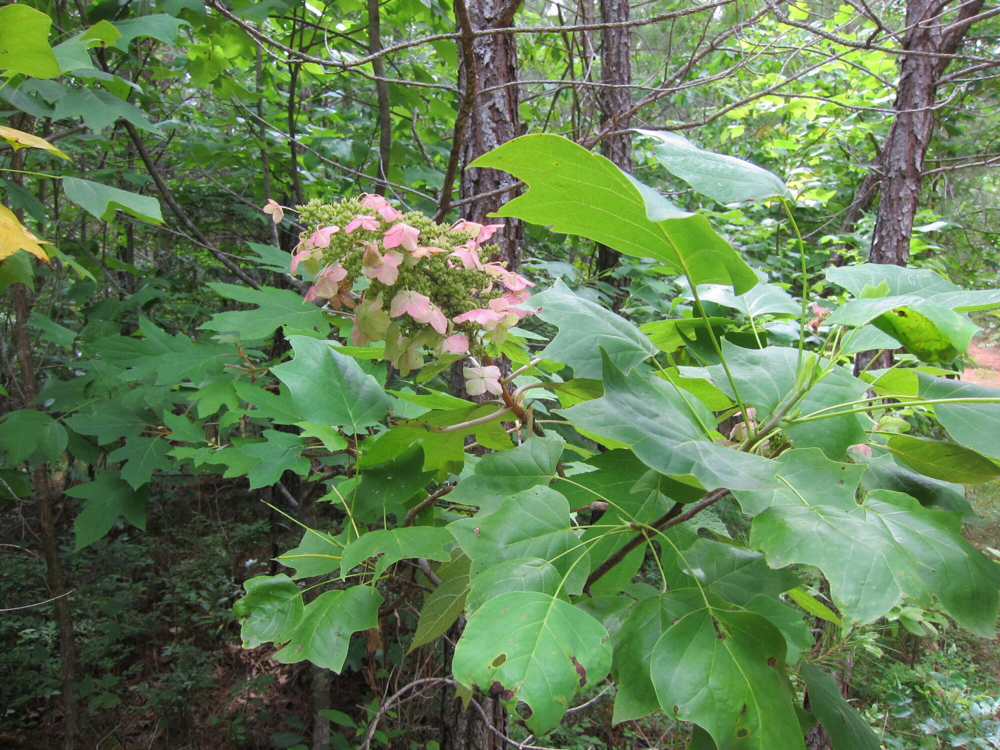 View of flowers and plants in a forest