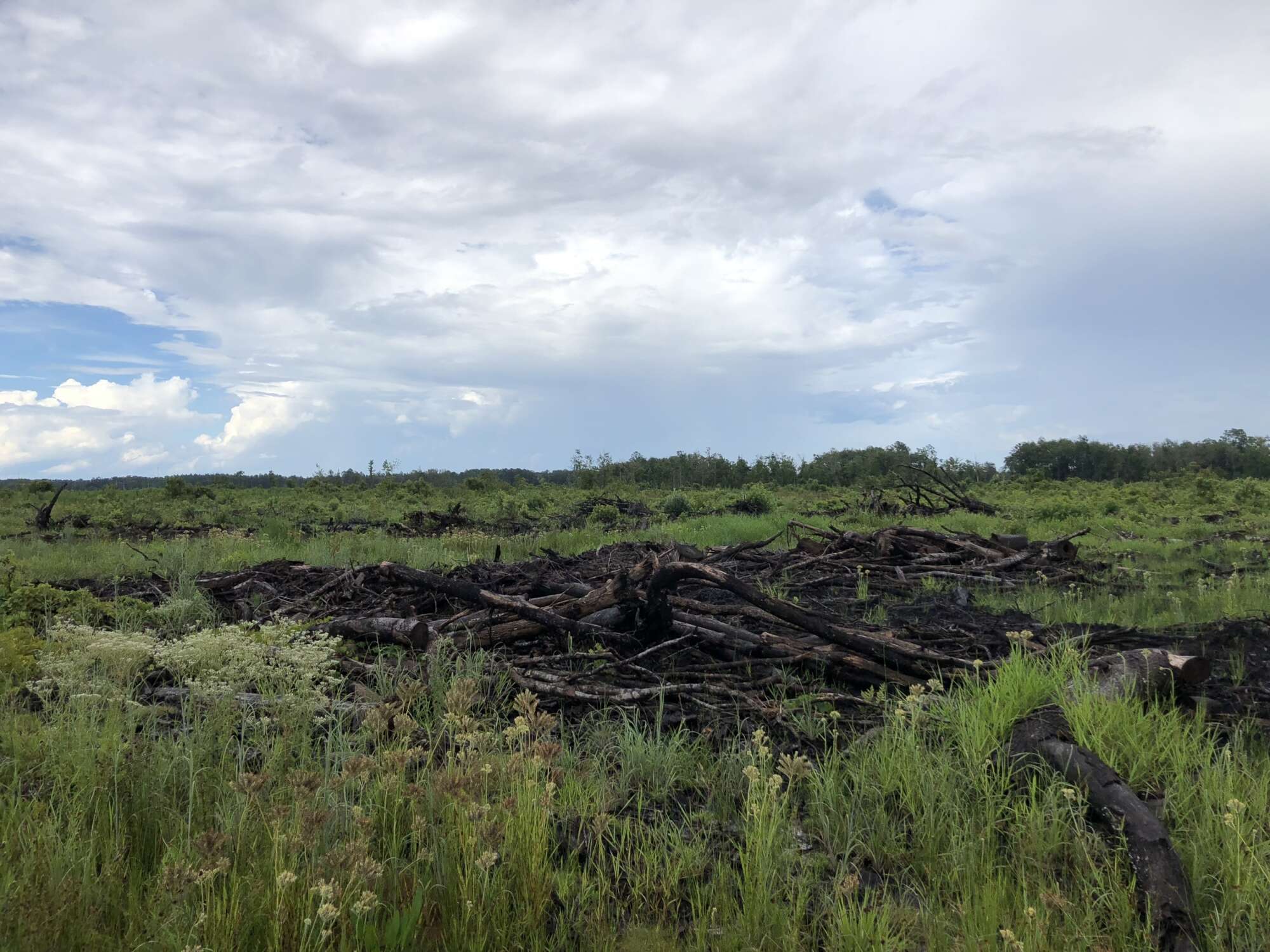 Lumber pile in grassy meadow