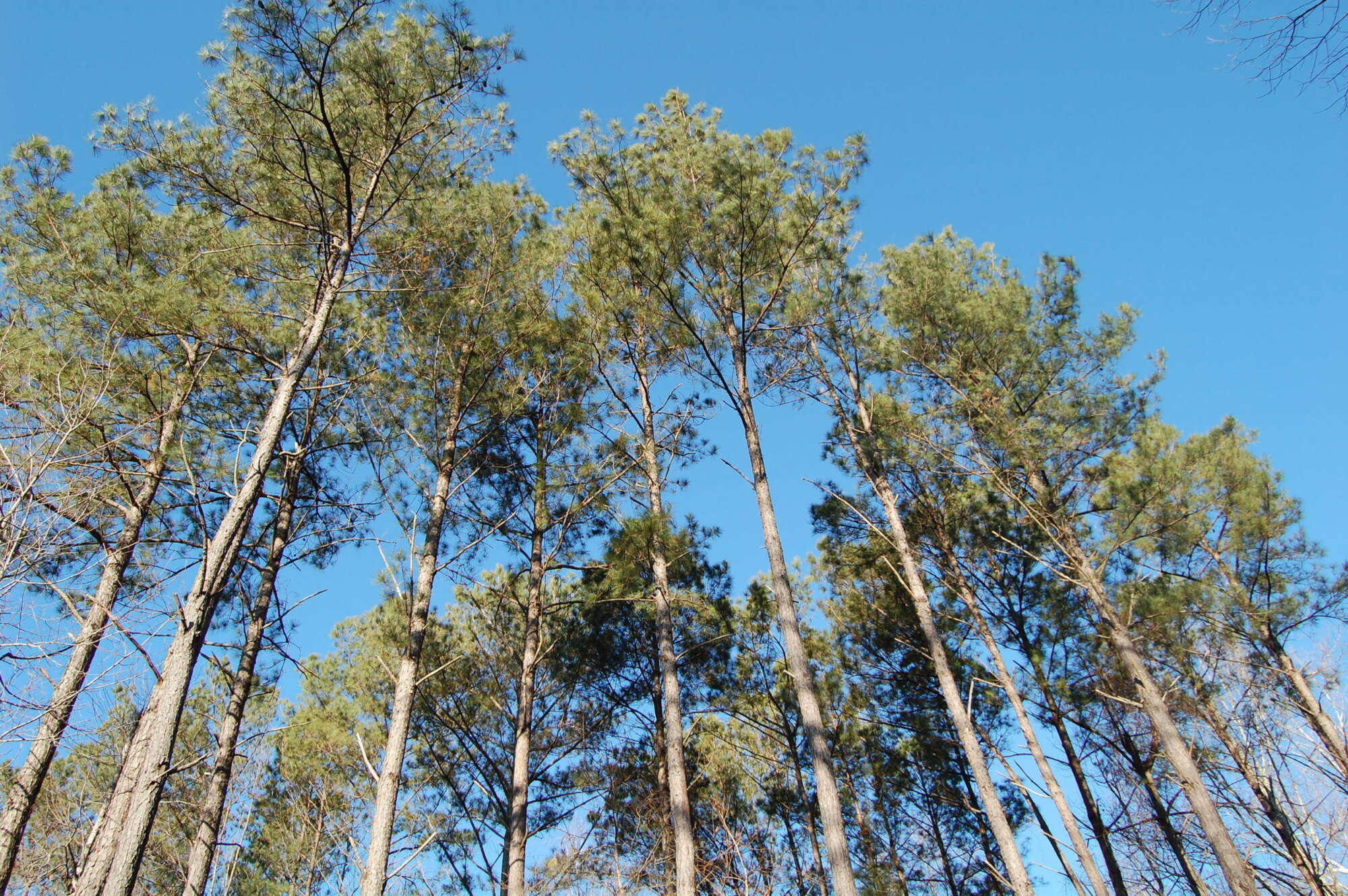 View looking up into trees under a blue sky